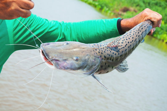 Imagem ilustrativa de Pesca de pintado