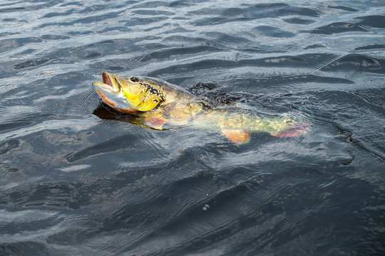 Imagem ilustrativa de Pesca de tucunaré no rio araguaia