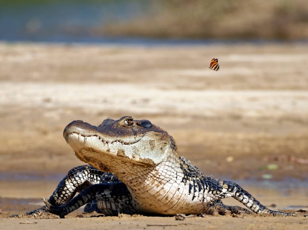 Pousada de pesca Rio Araguaia